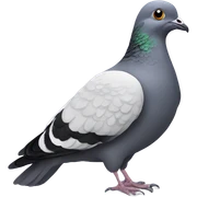 Pigeon  sticker
