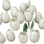 White tulips sticker