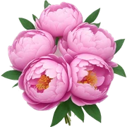 bouquet of peonies  sticker