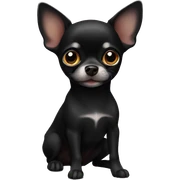 Black chihuahua sticker