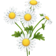 CHAMOMILE sticker