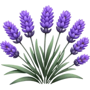 Lavender  sticker