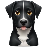 perro negro con cuello blanco  sticker