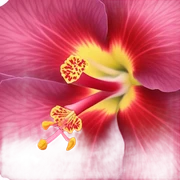 hibiscus sticker