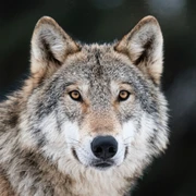 Wolf sticker