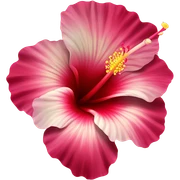 Hibiscus  sticker