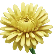 Chrysanthemum  sticker