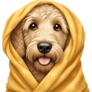 Golden doodle wrapped in blanke sticker