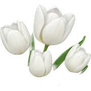 White tulips sticker