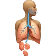 Respiratory system  sticker