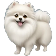 White Pomeranian  sticker