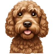 Brown cockapoo  sticker