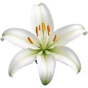 Lily flower sticker