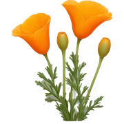 california poppy  sticker