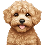 Red maltipoo sticker