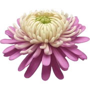 Chrysanthemum sticker