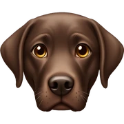 Chocolate lab sticker