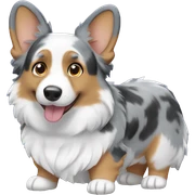 Blue Merle corgi male sticker