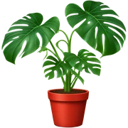 Grown monstera plant with a red pot sticker