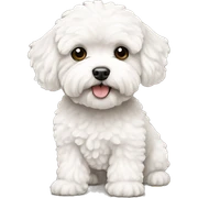 White maltipoo sticker
