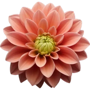 dahlia flower sticker