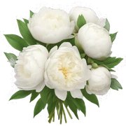 White peonies bouquet  sticker