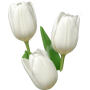 white tulips sticker