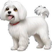 Maltese dog  sticker