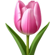 pink tulip sticker