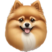 Pomeranian  sticker