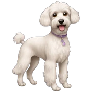 Caniche sticker