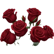 Dark red rosses bouqret sticker