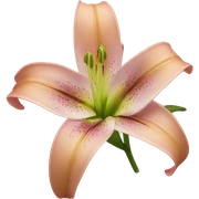 lily flower  sticker