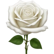 White rose sticker