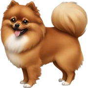 Brown Pomeranian  sticker
