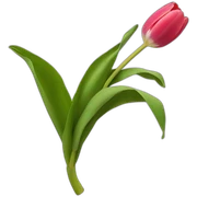 Tulipán sticker