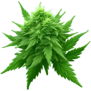 weed sticker