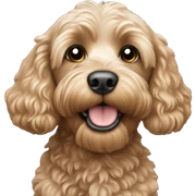 Cockapoo sticker
