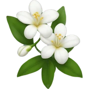 Jasmine flower sticker