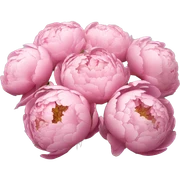 Bouquet of high end  peonies sticker