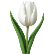 White tulips sticker