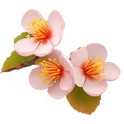 Japanese apricot  sticker