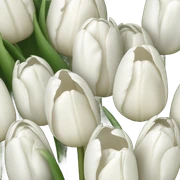 white tulip bouquet  sticker