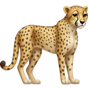cheetah sticker