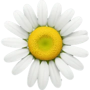 daisy flower sticker