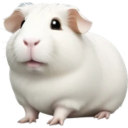 White guinea pig sticker