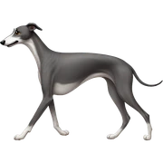 Greyhound walking sticker