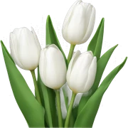 White tulips sticker