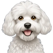 Dog, Maltese-poodle sticker