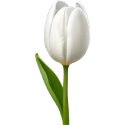 white tulip sticker